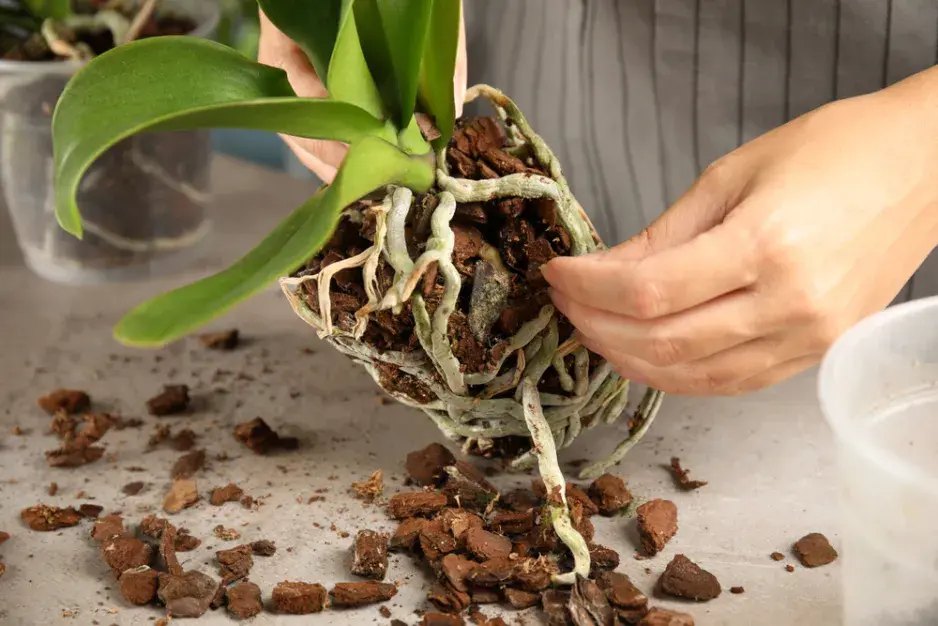 Pěstování orchideje ve vodě Pěstování orchideje ve vodě