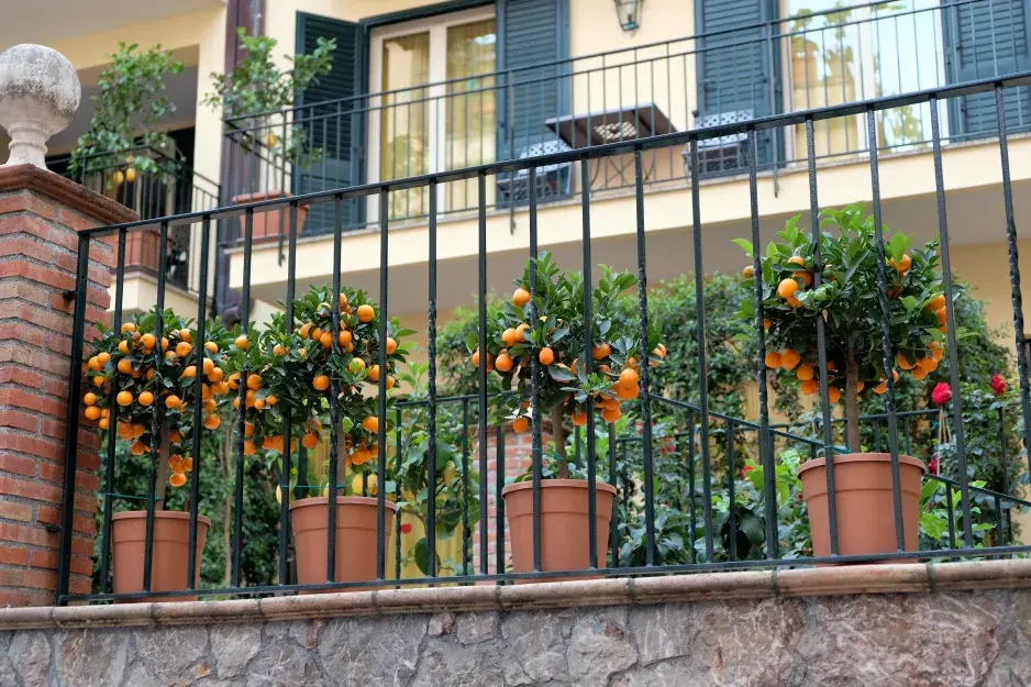 Zazimování citrusů Zazimování citrusů