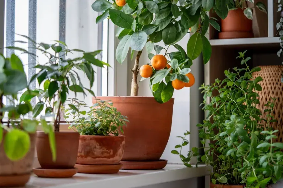 Zazimování citrusů Zazimování citrusů