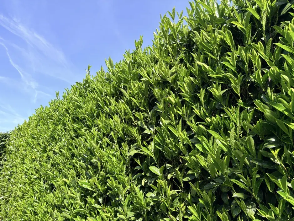 Živý plot 