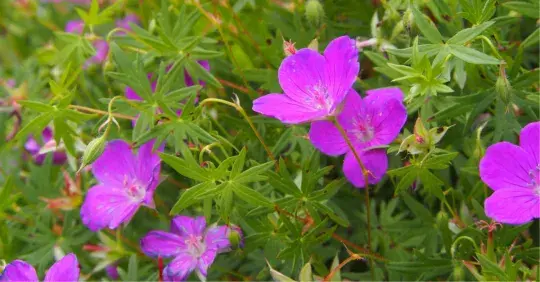 Jak se rozrůstají půdopokryvné rostliny Náhled