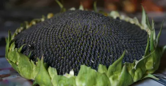 Kdy a jak sklízet semena slunečnic Náhled