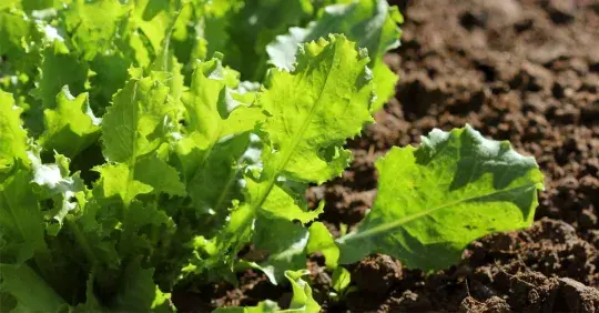 Kdy a jak sklízet a skladovat štěrbák Náhled