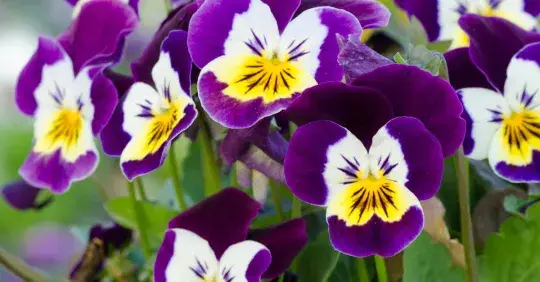 Vysaďte si violky, které kvetou i v zimě Náhled