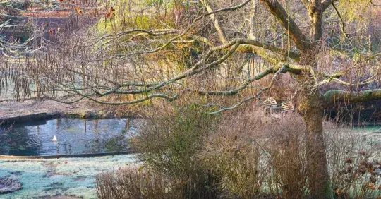 Co můžete dělat v prosinci na zahradě Náhled