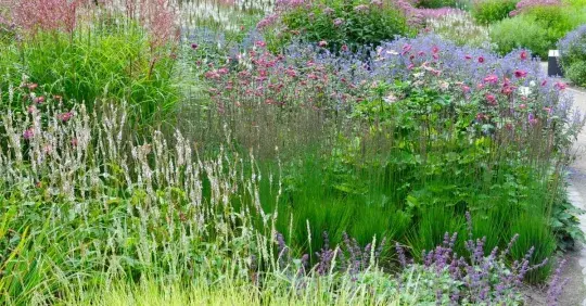 Rostliny, které zahradu za větru rozezvučí a rozvlní  Náhled
