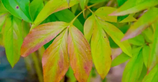 Pivoňky rozdělte a přesaďte koncem srpna Náhled