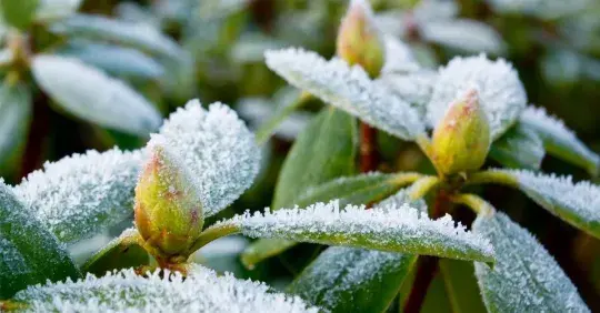 Zimní ochrana rostlin před mrazem, větrem a sluncem  Náhled
