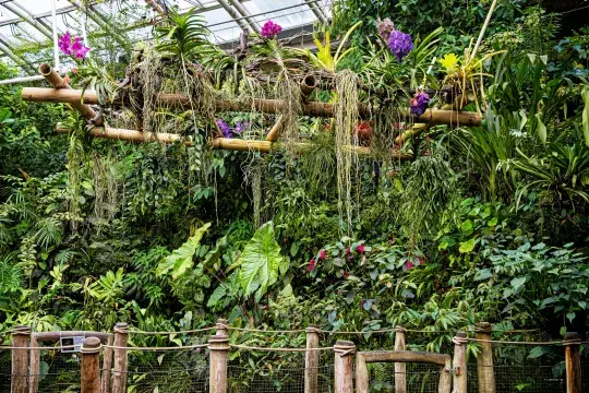 Tropická vegetace ve skleníku Fata Morgana v pražské botanické zahradě Náhled