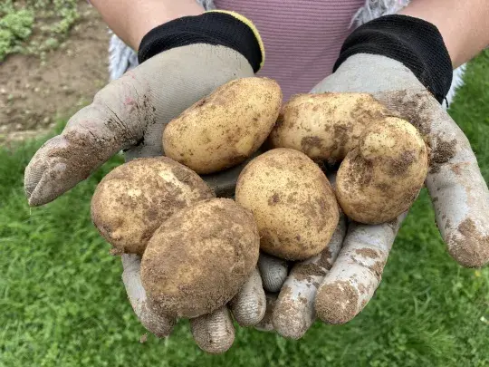 Brambory lze vysázet i v létě Náhled