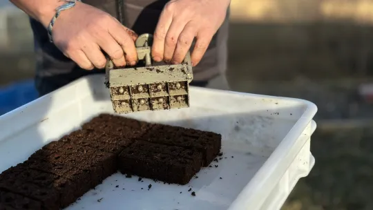 Kostkovač na hlínu Poporostem Náhled