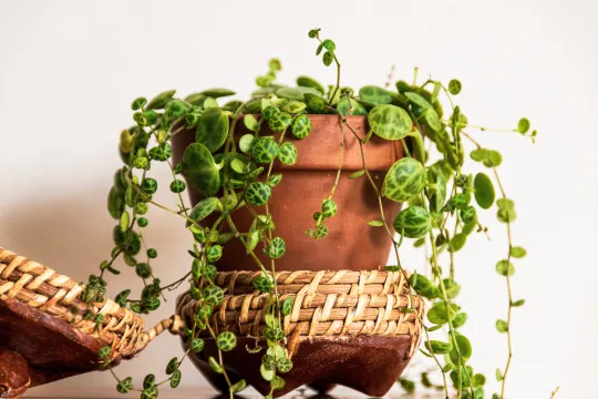 pepřinec plazivý (Peperomia prostrata) 