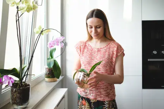 Pěstování orchideje ve vodě 