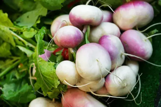 Vodnice je zapomenutá zelenina našich předků. Její zpracování má mnoho podob