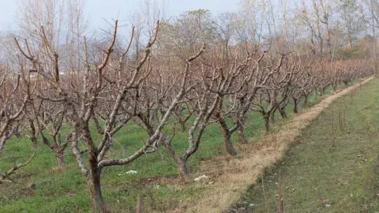 Podzim je vhodný pro kontrolu škůdců na ovocných stromech
