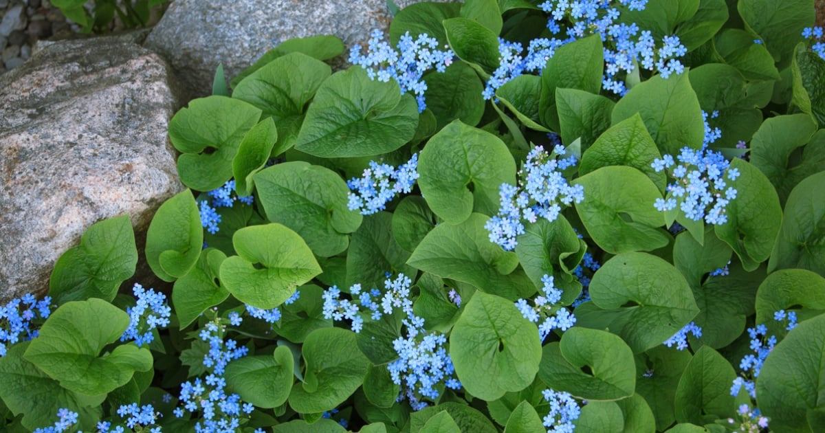 Pomnenkovec Velkolisty
