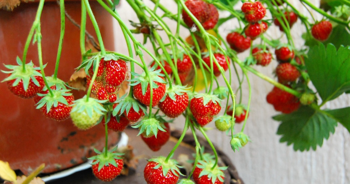 Jahody Na Balkone Na Co Nezapomenout