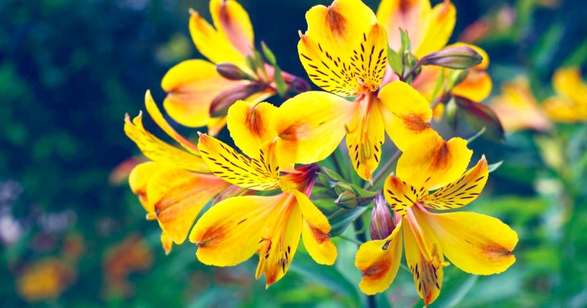 Alstroemeria Pestovani