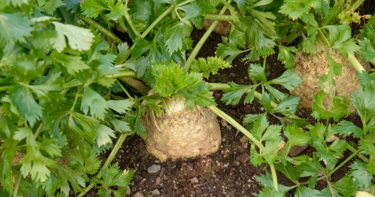 Jak Sazet Celer (vegetační dobu, Tyto odrůdy, Apium graveolens, celeru jsou) Jak Sazet Celer