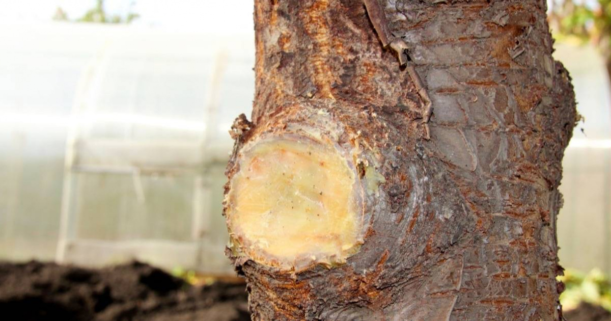 Jak ošetřit velký řez stromu?