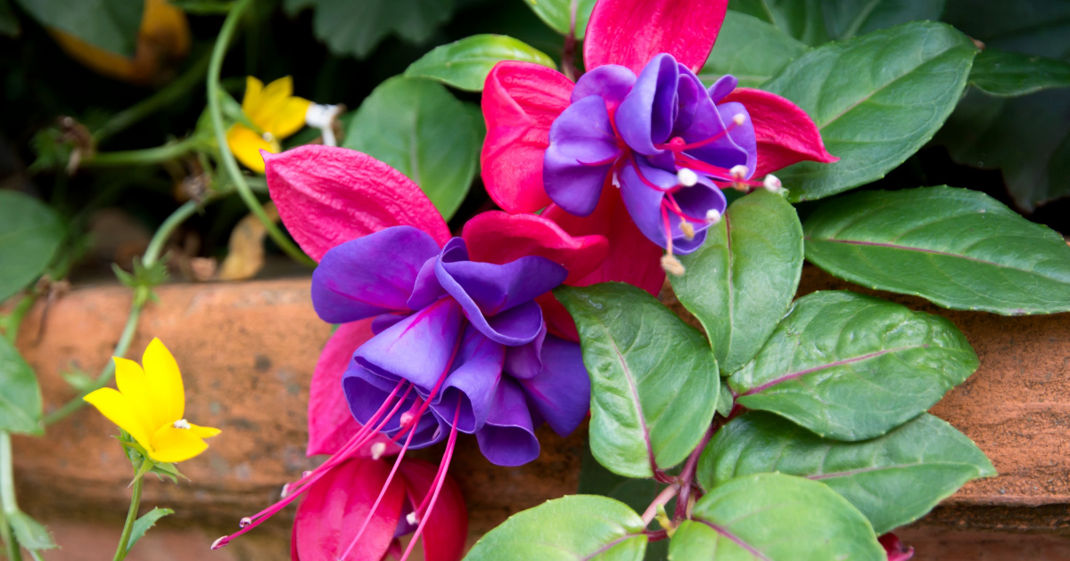 Prezimovani Fuchsii