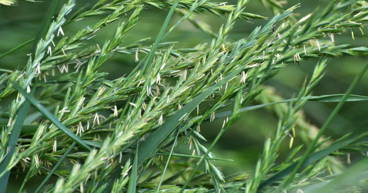Pyr Plazivy Herbicid