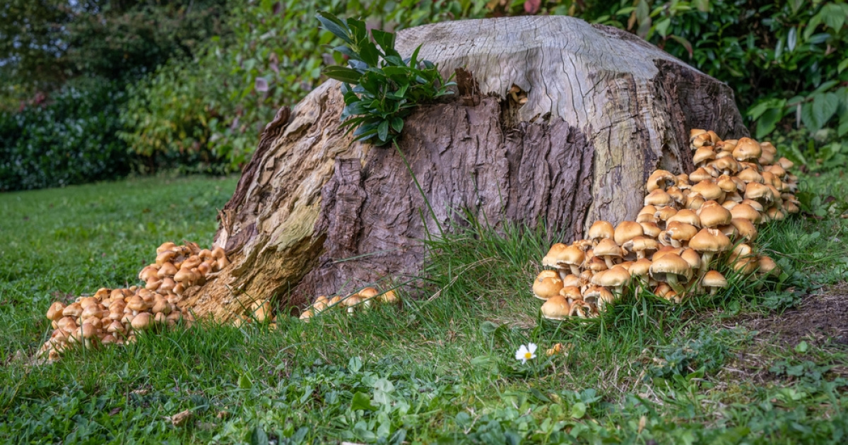 Houby Rostouci Na Zahradach (jedlá houba, houba která, jedlá houba která, důležité nezaměnit, houba která roste) Houby Rostouci Na Zahradach