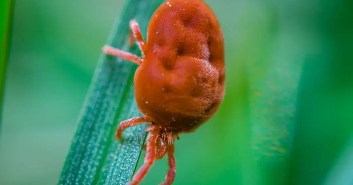 Sametka Ruda Sametka podzimní je nepříjemný roztoč, který vyvolává svědivé ...