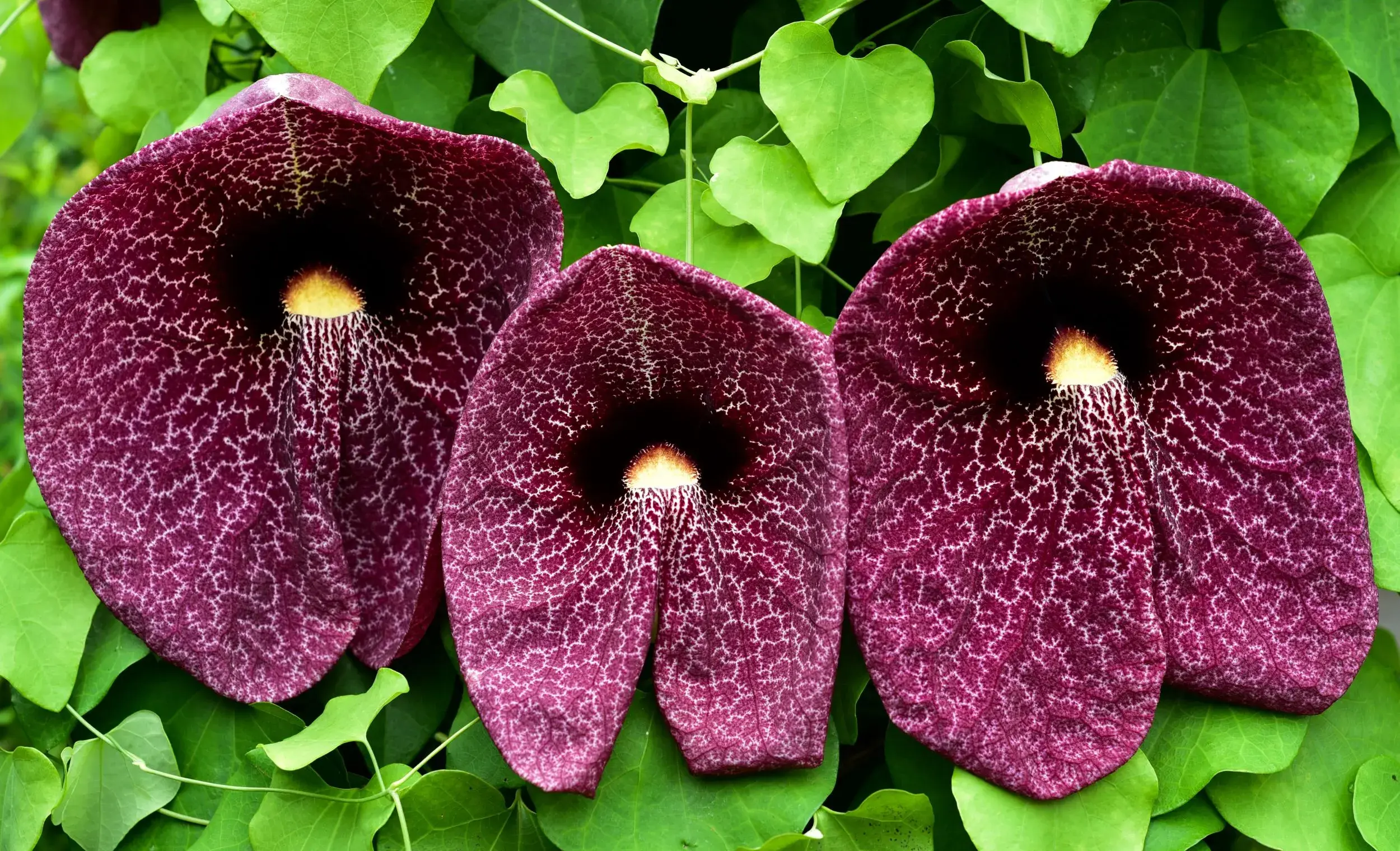 Podrazec Fascinující aristolochia: Exoticky vyhlížející liána s českým jménem ...