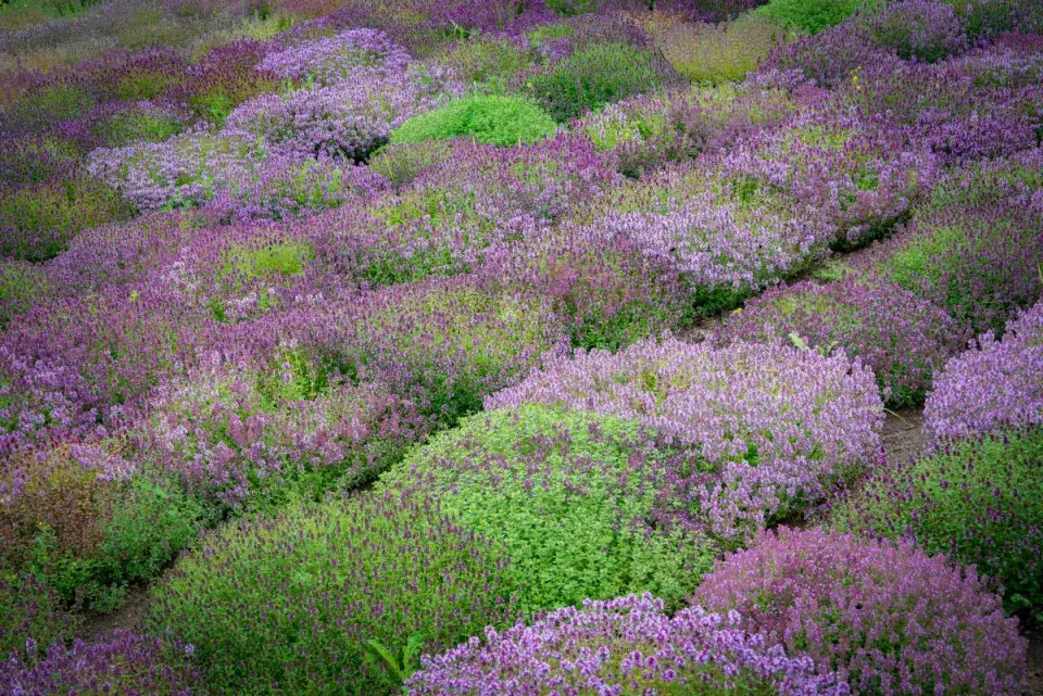 Polštářovitě rostoucí mateřídoušky