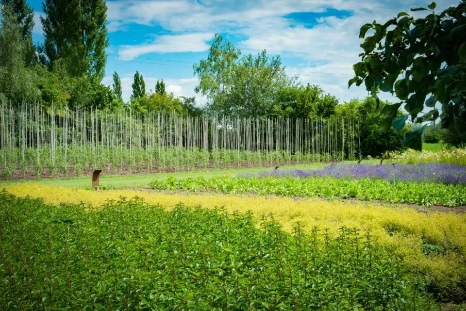 Záhony plné bylinek