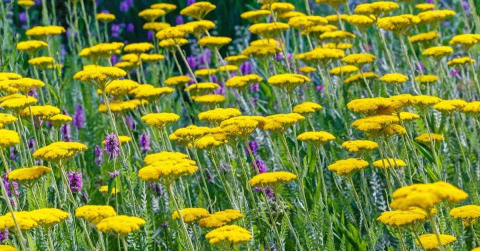 Řebříček tužebníkovitý