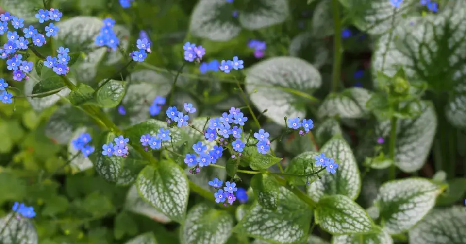 Pomněnkovec velkolistý (Brunnera macrophylla)
