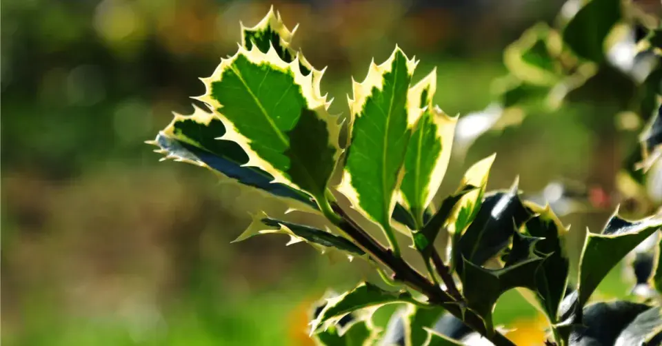 Cesmína ostrolistá (Ilex aquifolium)