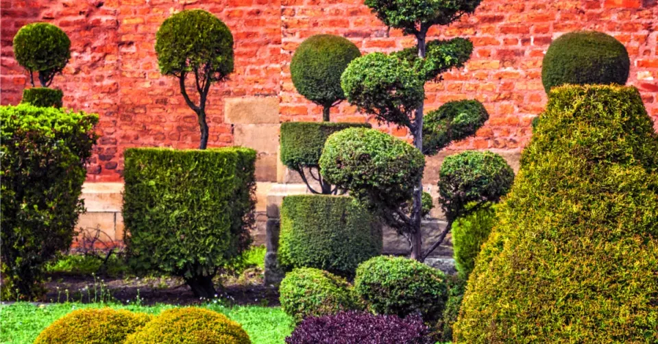 Bizarně tvarované dřeviny