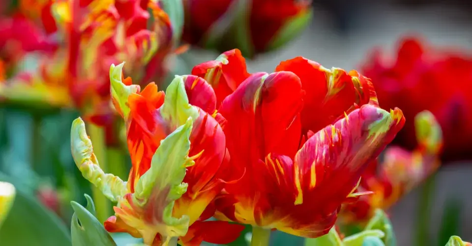 Tulipán papouškovitý