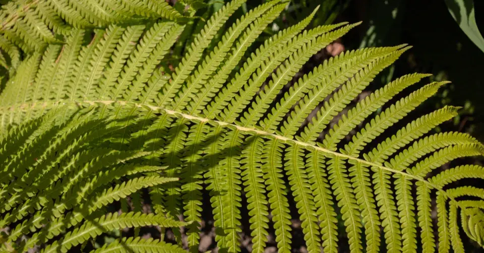 Pérovník pštrosí