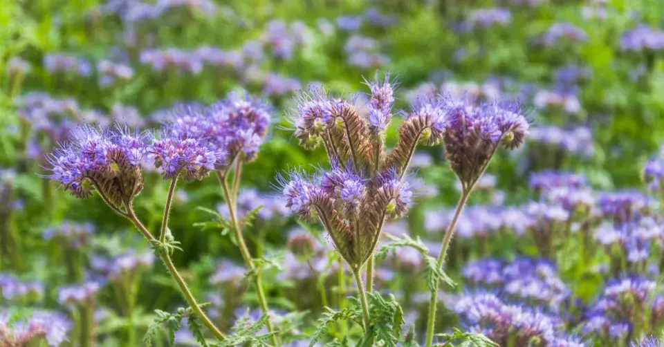 Svazenka vratičolistá