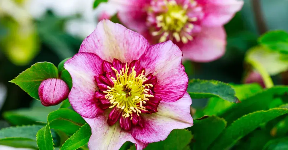 Pestrý květ čemeřice