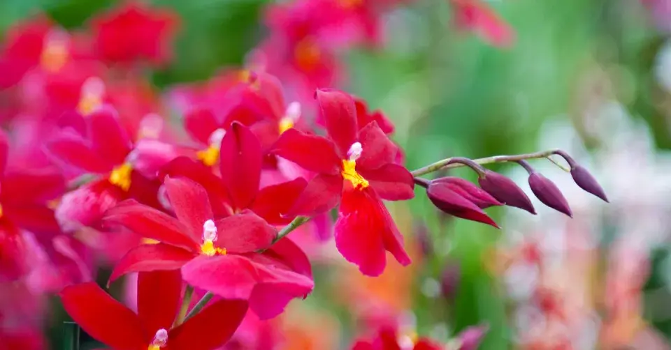 Kvetoucí pokojová orchidej