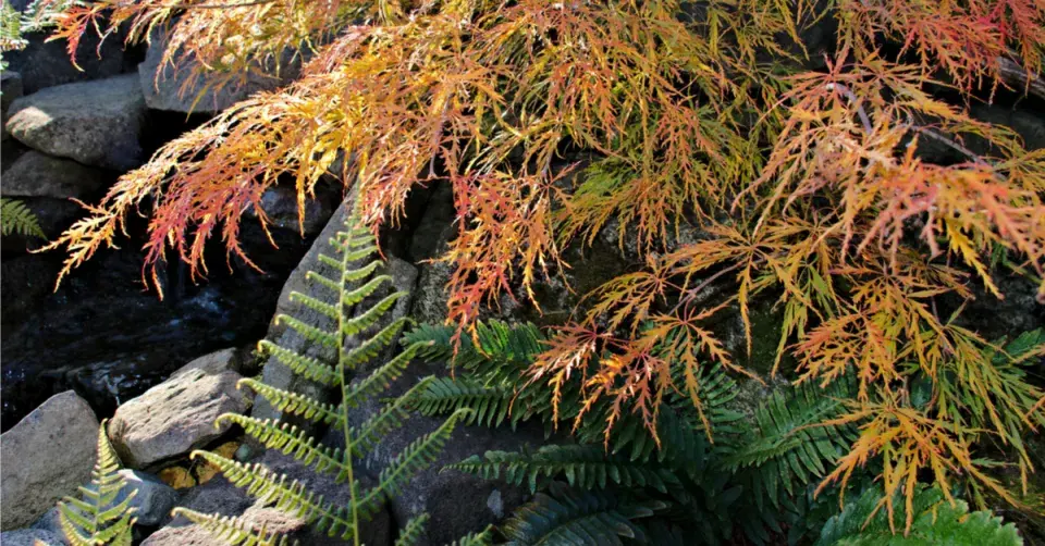 Podzimní zbarvení listů