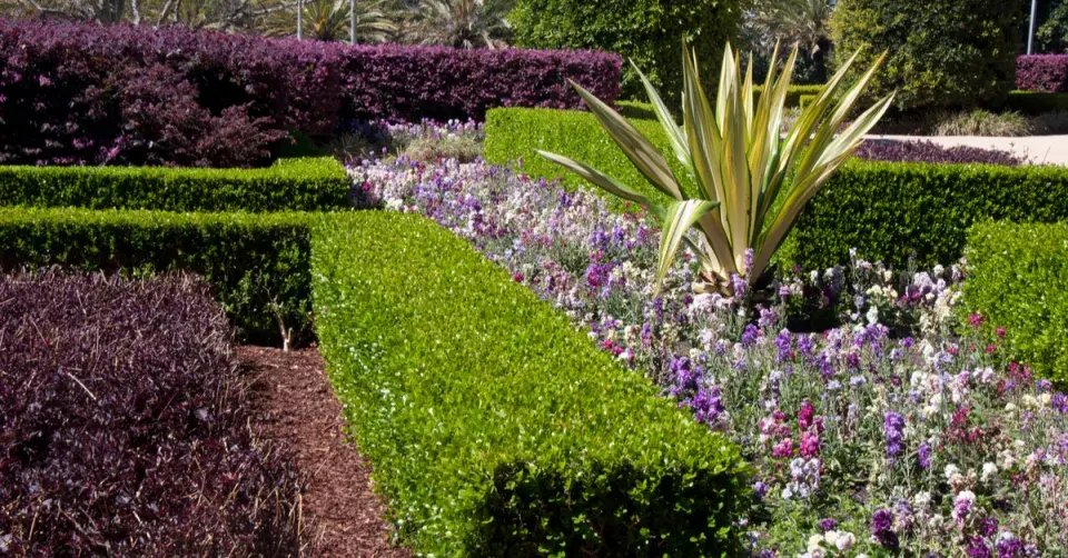 Kontrastní živé plůtky