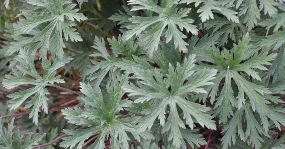 Kakost luční (Geranium pratense)