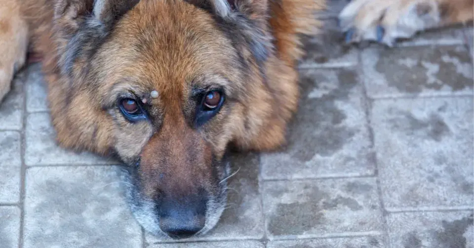 Pes s přisátým klíštětem