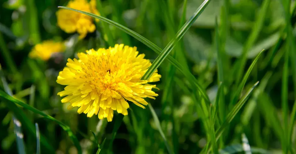 Pampeliška v trávníku