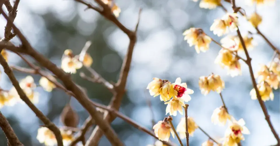 Zimnokvět časný (Chimonanthus praecox)