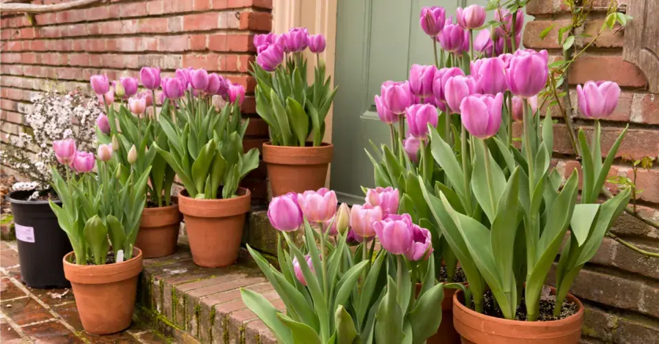 Tulipány v květináčích