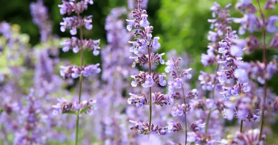Šanta kočičí (Nepeta cataria)