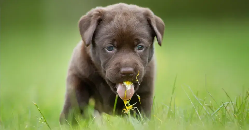 Štěně ochutnává sedmikrásku
