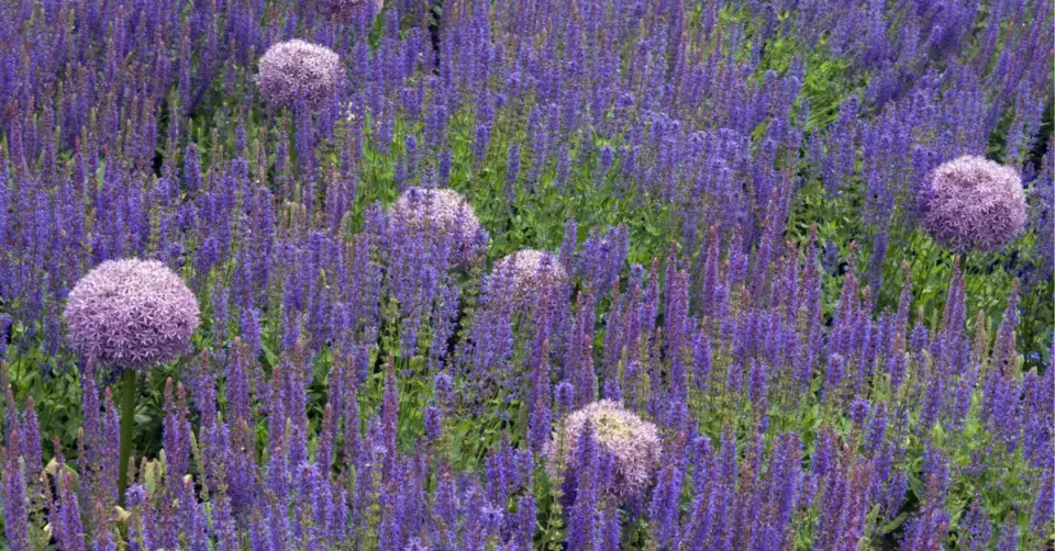 Barevně i tvarově kontrastní květy